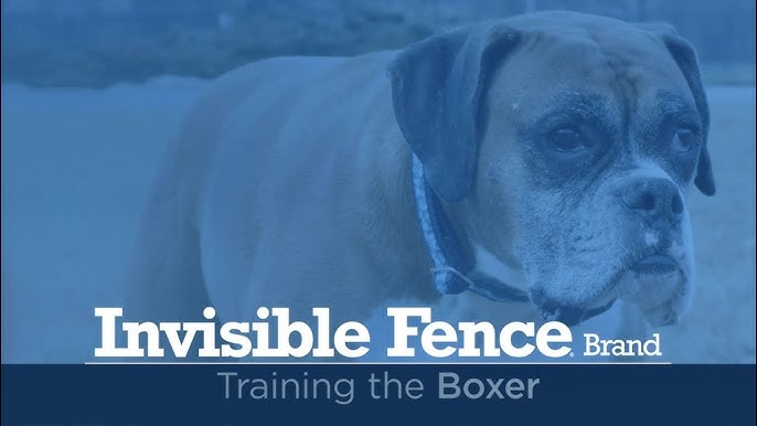 Training an Australian Shepherd to Use the Invisible Fence® Brand