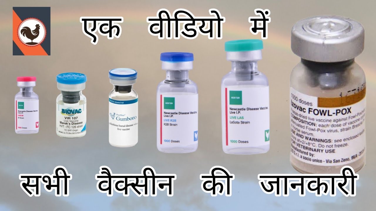 सभी वैक्सीन की पूरी जानकारी || total information about Poultry Vaccines || #sonalimurgi