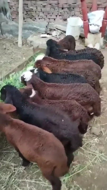 أسعار الخرفان الصغيرة اليوم في مصر 💘🔥🤔🤝💯🙏👊💚👇❌👌🌎❤️😘💘🔥💥🤔🤝💯💘