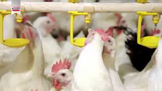 Turkish Poultry -Turkish Chicken and Eggs exporters manufacturers