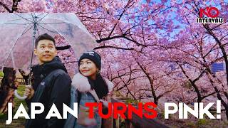 Japan's Early Cherry Blossoms Are In Peak Bloom! | Trending