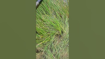 miền tây nhắp cá lóc bằng vịt con