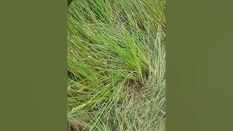 miền tây nhắp cá lóc bằng vịt con