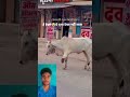 😭 प्लीज़ इनकी रक्षा 💯करो भगवान 😭😭🙏#emtionalstory #emotional #sad #cow 🫂