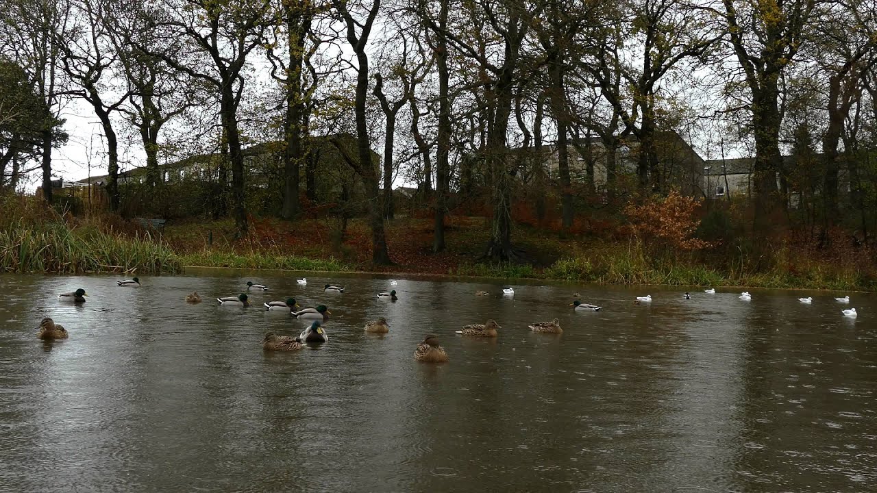 More ducks at the Lanthorn Pond, Dedridge 