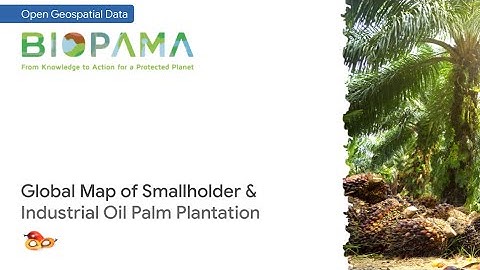 Open data: Global oil palm plantation map 🌴