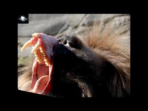 TOP 10 Animals With Terrifying Teeth