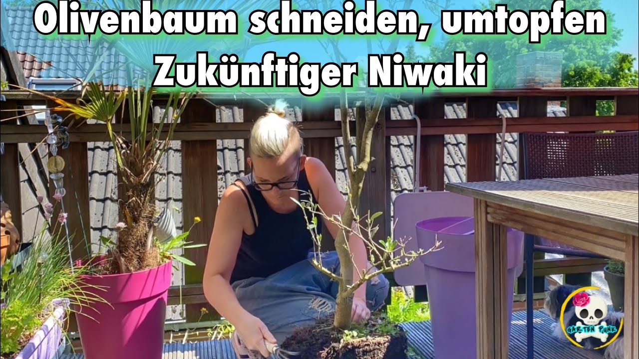 olivenbaum milben Knstlicher Olivenbaum - Ilias | 270 cm