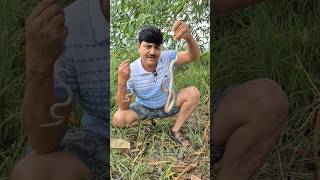 In dono mein confuse na hon !! #guddumauryasarpmitra #snake #wildliferescue #rescueefforts