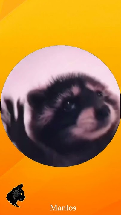 Pedro Raccoon dancing 🦝#dance #pedro #raccoon - YouTube