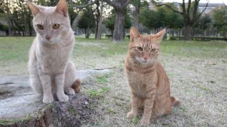 捨てられたの！？夕方の公園で心細そうな茶トラ猫達と出会った
