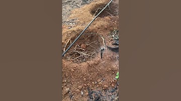 Hệ thống tưới chuẩn cho cà phê, ống nhánh LDPE gắn béc g5 cải tiến