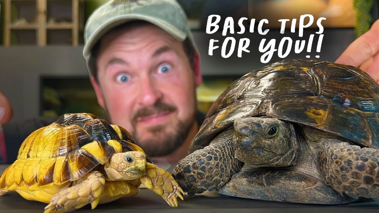 Черепахи Германа, греческие, окаймленные, русские и египетские (Кто есть кто?)