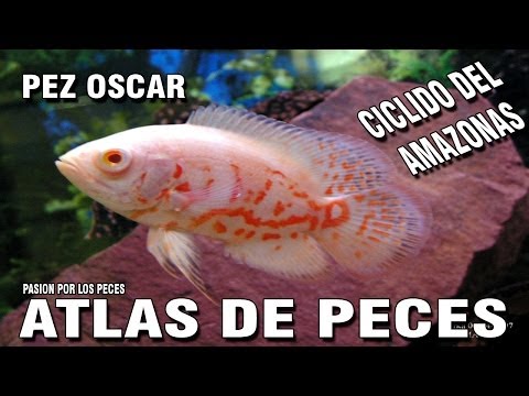 pez oscar guapote jaguar silver dolar pleco y percasol Doovi pez oscar guapote jaguar silver dolar pleco y percasol Doovi