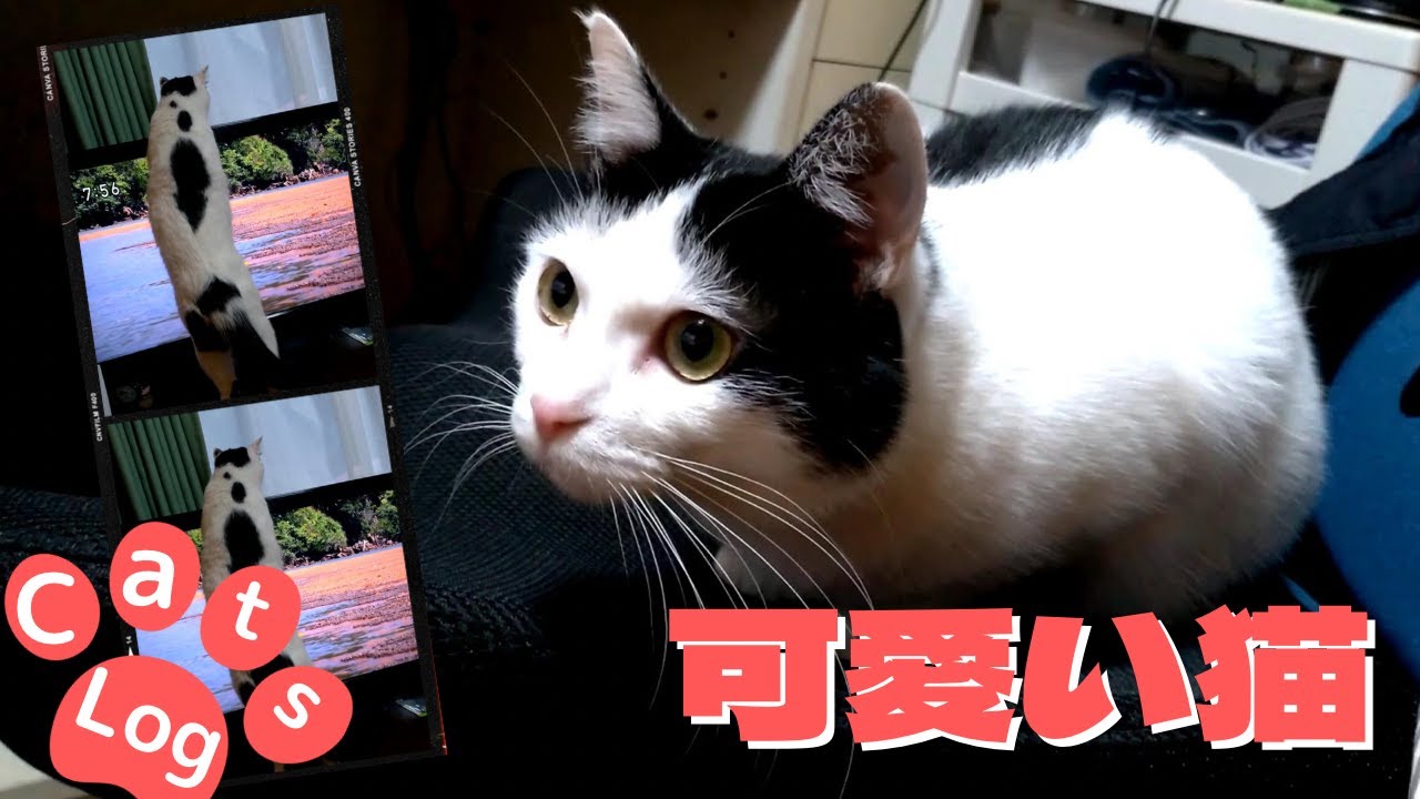 【Compilation】ルーちゃん、石遊びとテレビでボーダーコリ・ハリーくんを見る #保護猫 #子猫 #じゃれ合い - YouTube