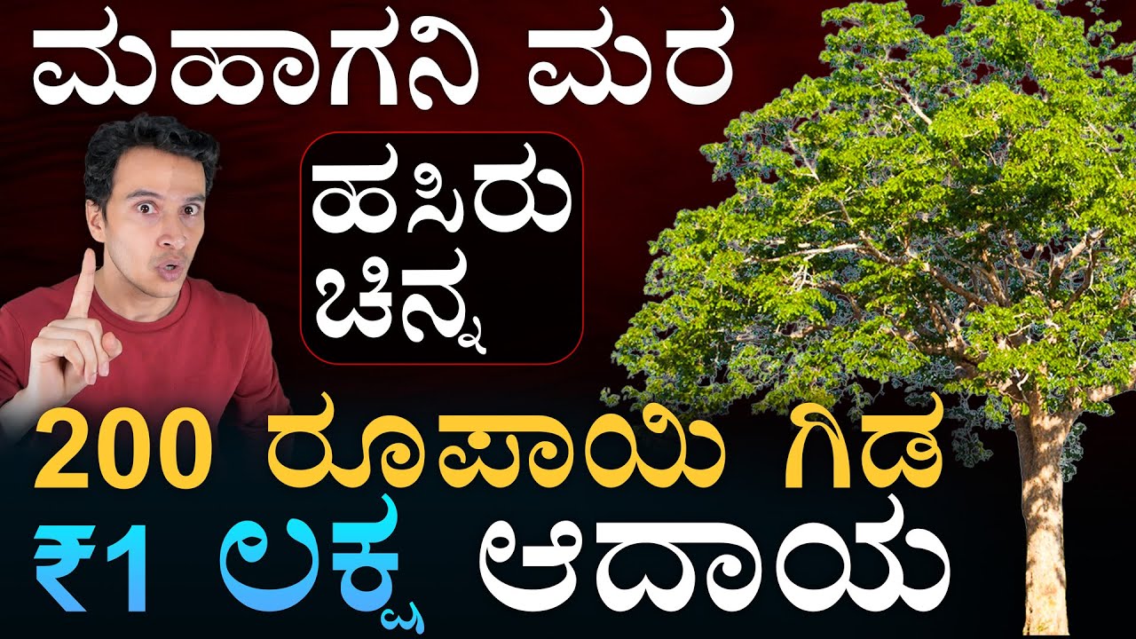 ಹೊಲಗಳಲ್ಲಿ ಹಸಿರು ಚಿನ್ನ! | Mahogany Farming | Agri Business |Tree Farming | Masth Magaa |  Amar Prasad