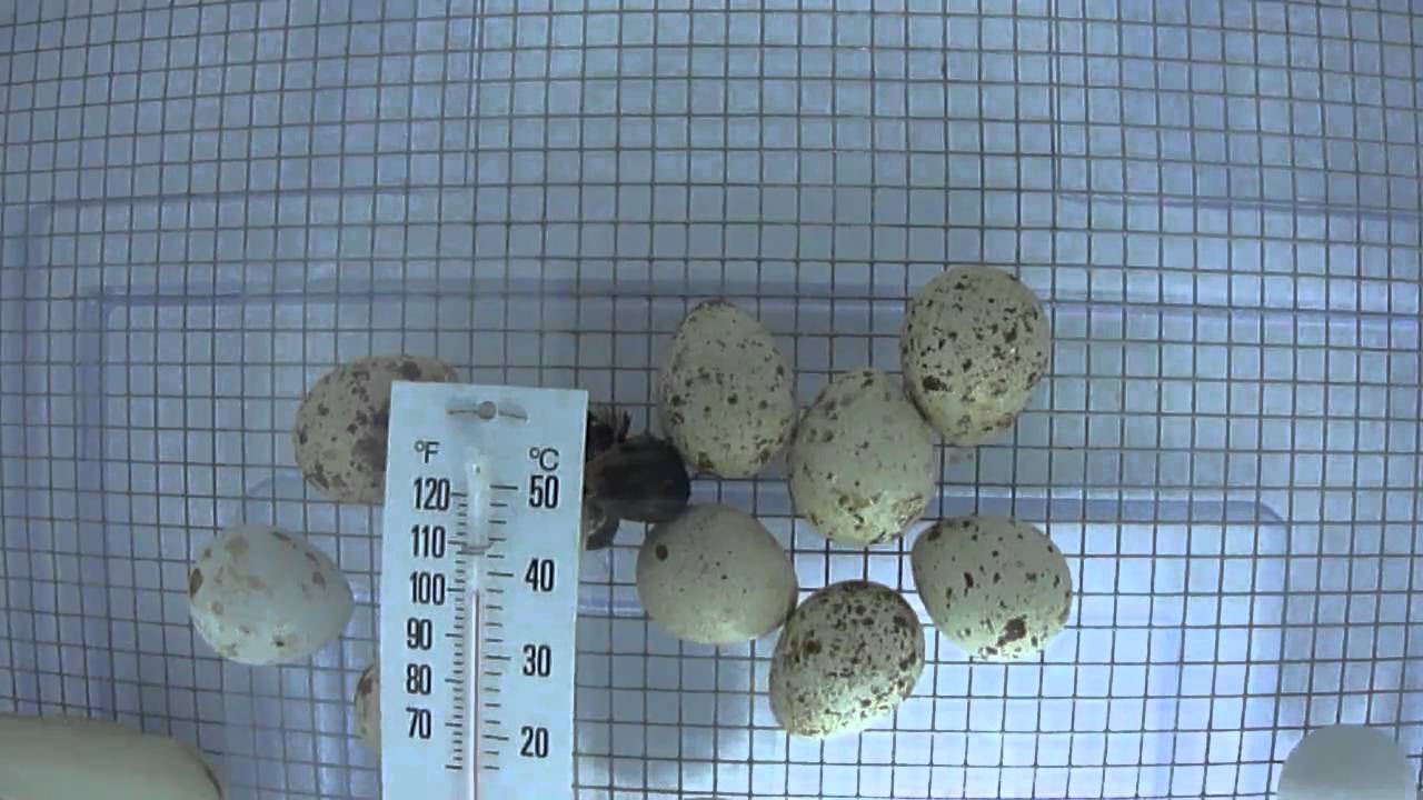 California Valley Quail Eggs Hatching! March 30, 2011 