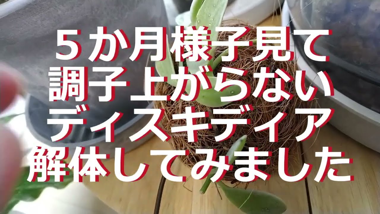 調子上がらぬディスキディア5か月様子見たけどついに解体 - YouTube