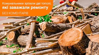 Комунальники зрізали дві тополі, які перешкоджали ремонтним роботам. Без коментарів. 1.05.24