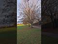 A peaceful UK park view with soft clouds and quiet nature. #park#shortvideo#nature #nature