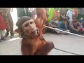 Children enjoy with monkey Bandar Tamasha