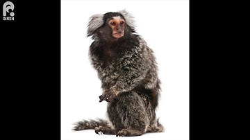 A molecule that orients neurons for high definition sensing