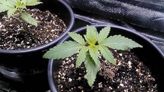 Season 2 weekly update all Feminize seeds.