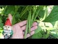 When and How to Harvest Green Beans (Bush Beans, and Pole Beans)