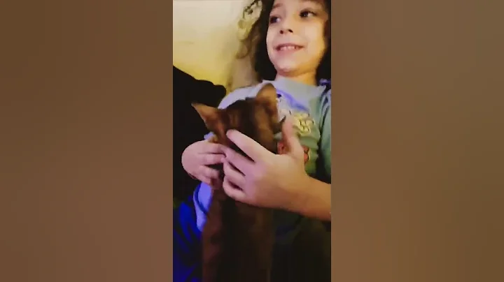 Video 4811611: baby abyssinian cat, cat cuddling