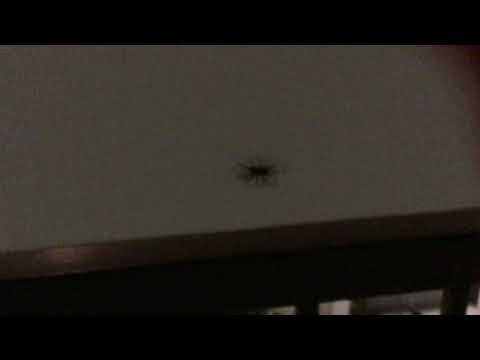 Ruffles the spider Ruffles the spider