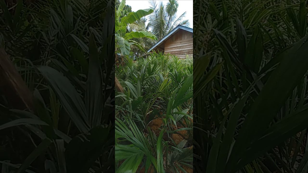 Bibit Kelapa Sawit Varietas PPKS Dumpy