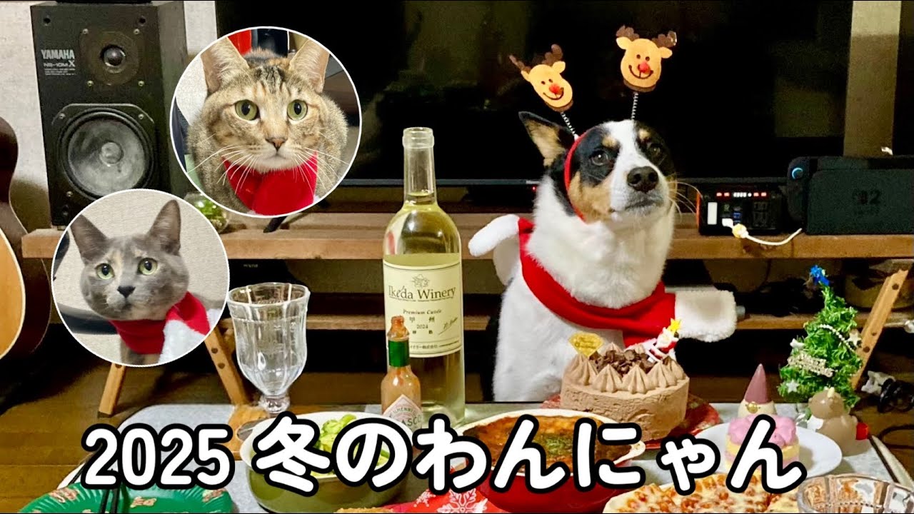 【犬と猫】色々あったわんにゃんの2025年冬とクリスマス