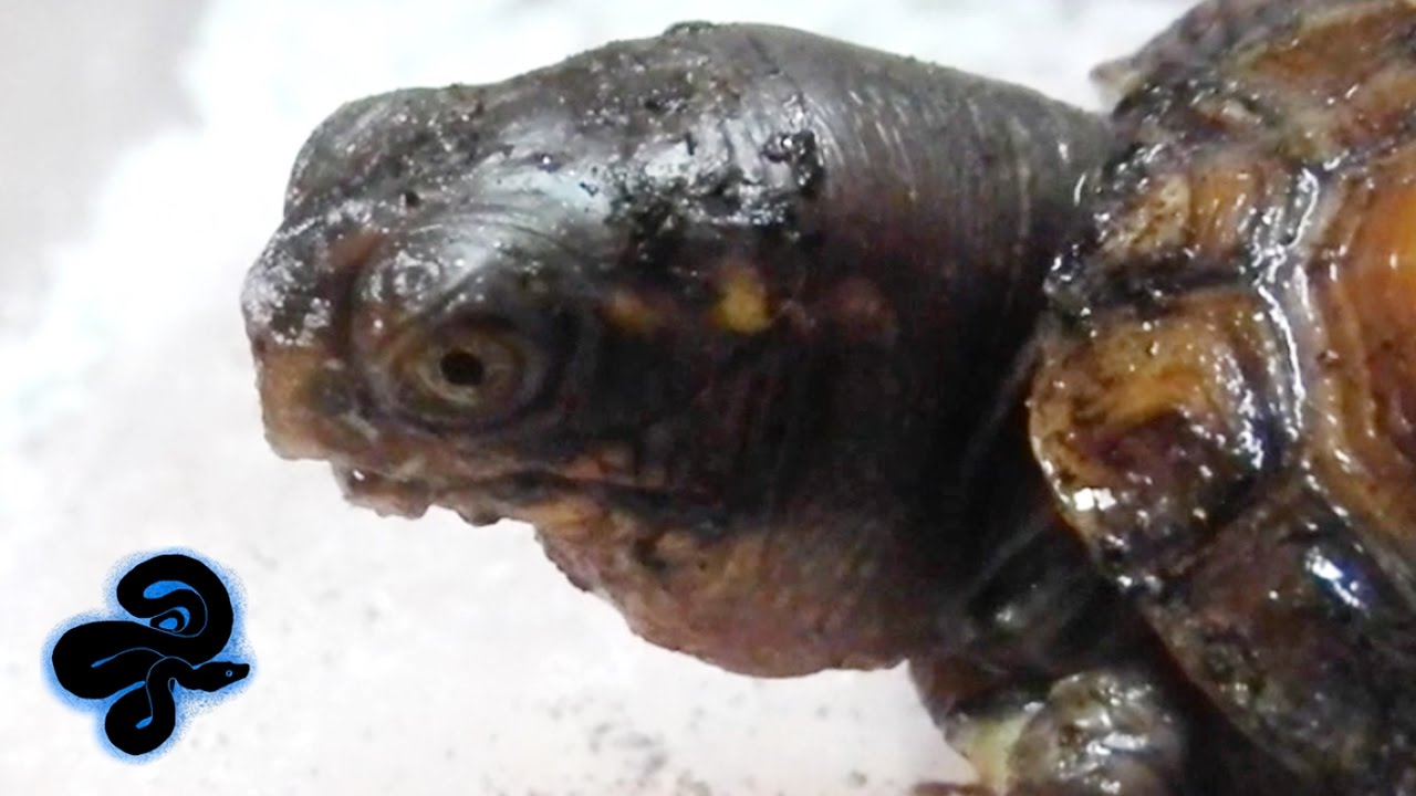 Vicious Baby Box Turtle Eating Crickets YouTube