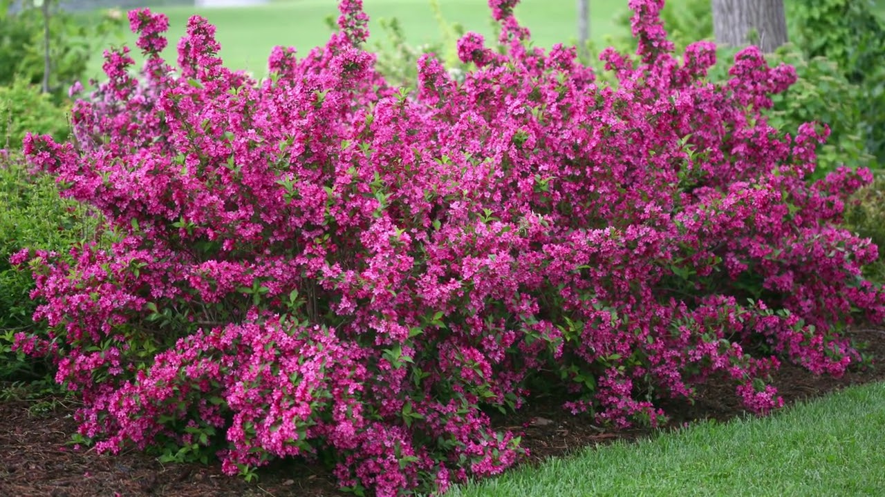 The Benefits of Dwarf Shrubs