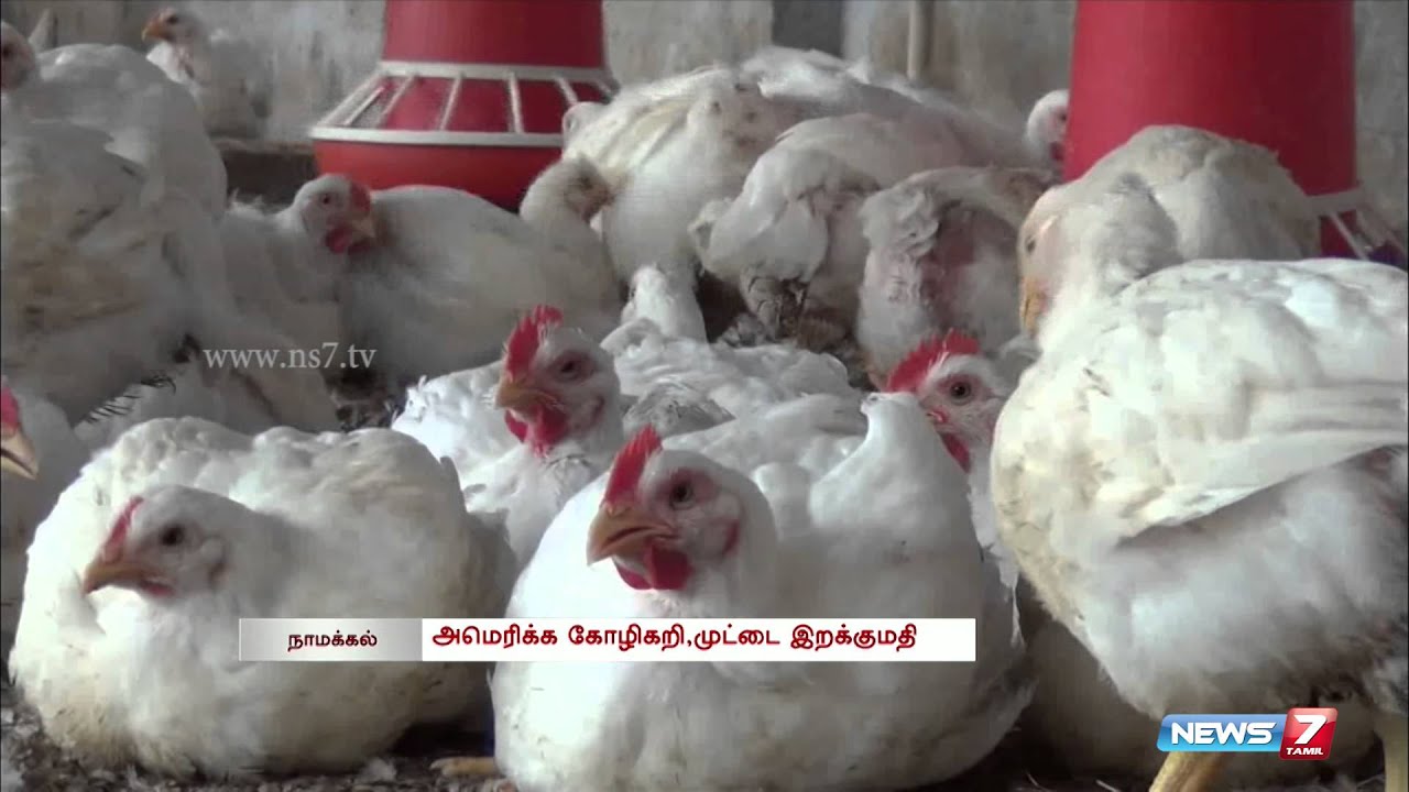 Namakkal Poultry farmers seek ban on chicken chicken leg piece from US Tamil Nadu News7