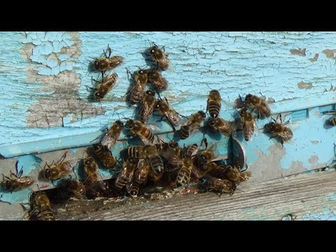 Пробуждение природы и