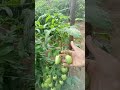 Tomate lampião próximo da primeira colheita 🙏🙏#agro#agriculturafamiliar