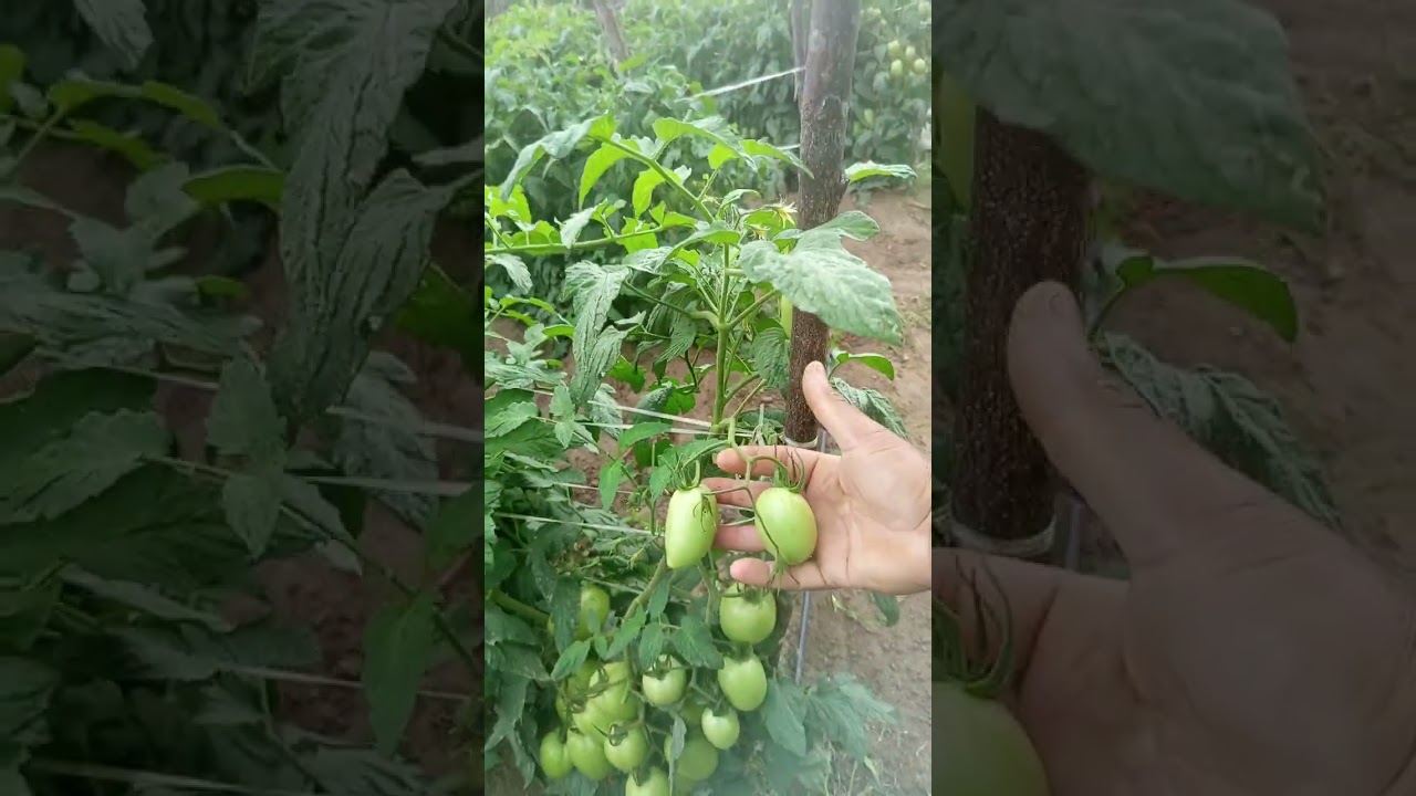 Tomate lampião próximo da primeira colheita 🙏🙏