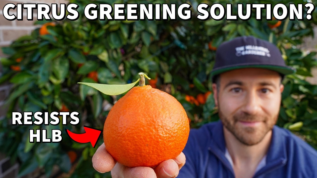 Could This New Citrus Tree Save Florida's Dying Citrus Industry? YouTube