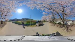 徳島椻沿いのサクラ VR