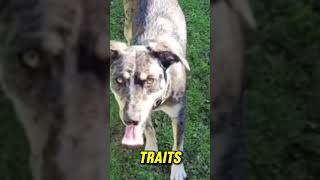 Catahoula Leopard Dog Feet Fact #7 Watch the full video #dog #shortvideo #viral