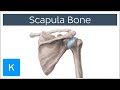 Anatomy and function of the scapula  human anatomy kenhub