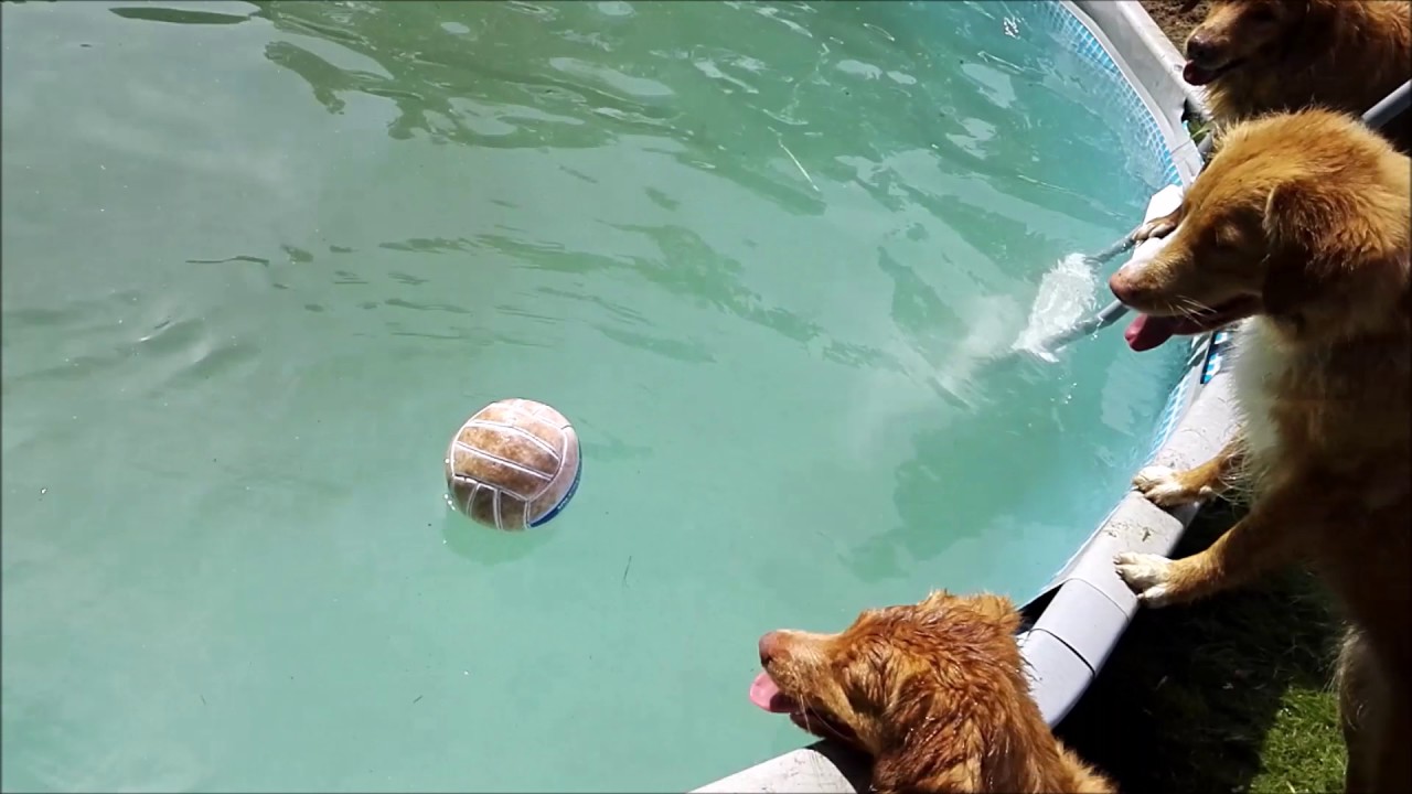 3 tollare, 1 boll och 1 pool