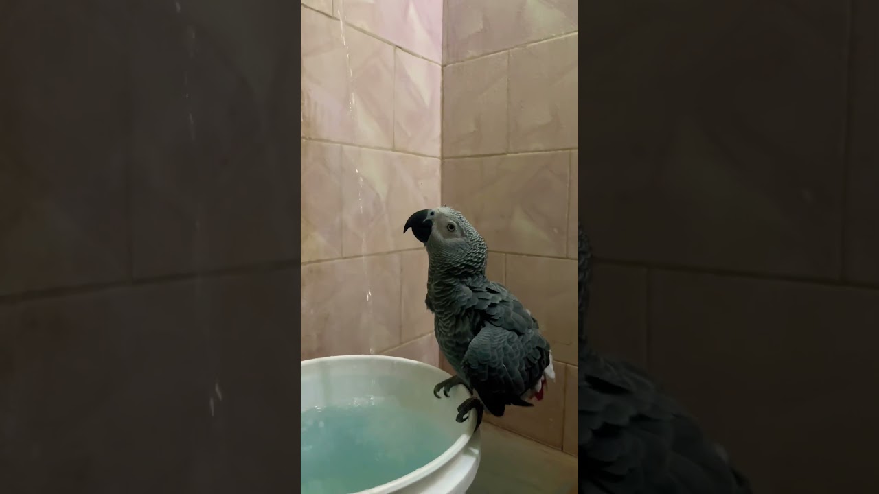 Kuku's Bath Time Fun  