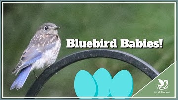 Bluebird Babies: All About the Nesting Season
