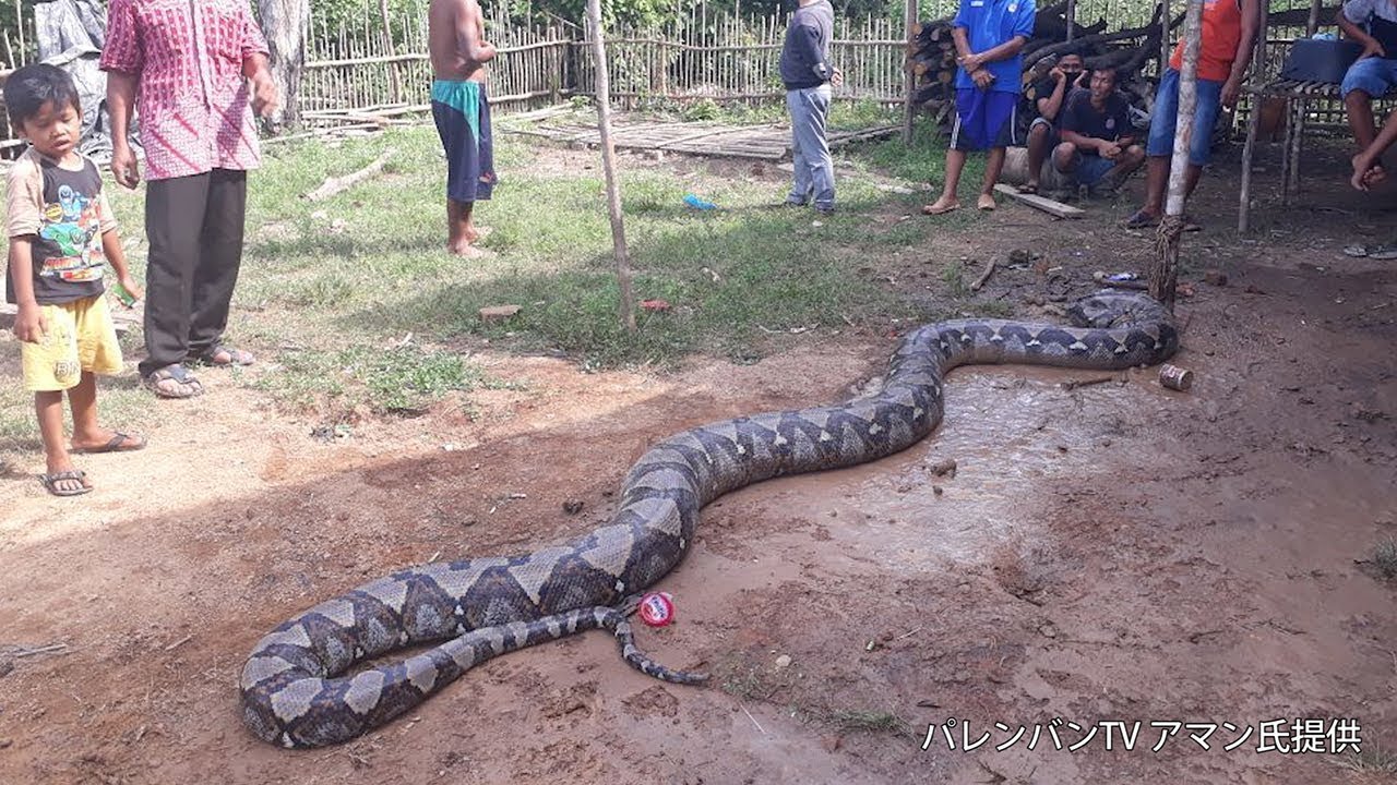 体長８メートルの巨大人食いニシキヘビ捕獲 インドネシア南スマトラ州中部の村 Youtube