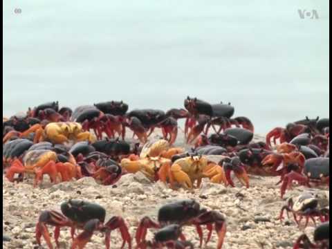 კიბორჩხალების მიგრაცია