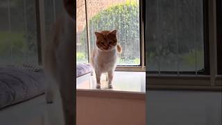 Funny cat fails part 3🙀