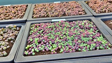 How to grow lithops from seeds l 리톱스 파종