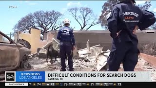 Difficult conditions for search dogs in Maui